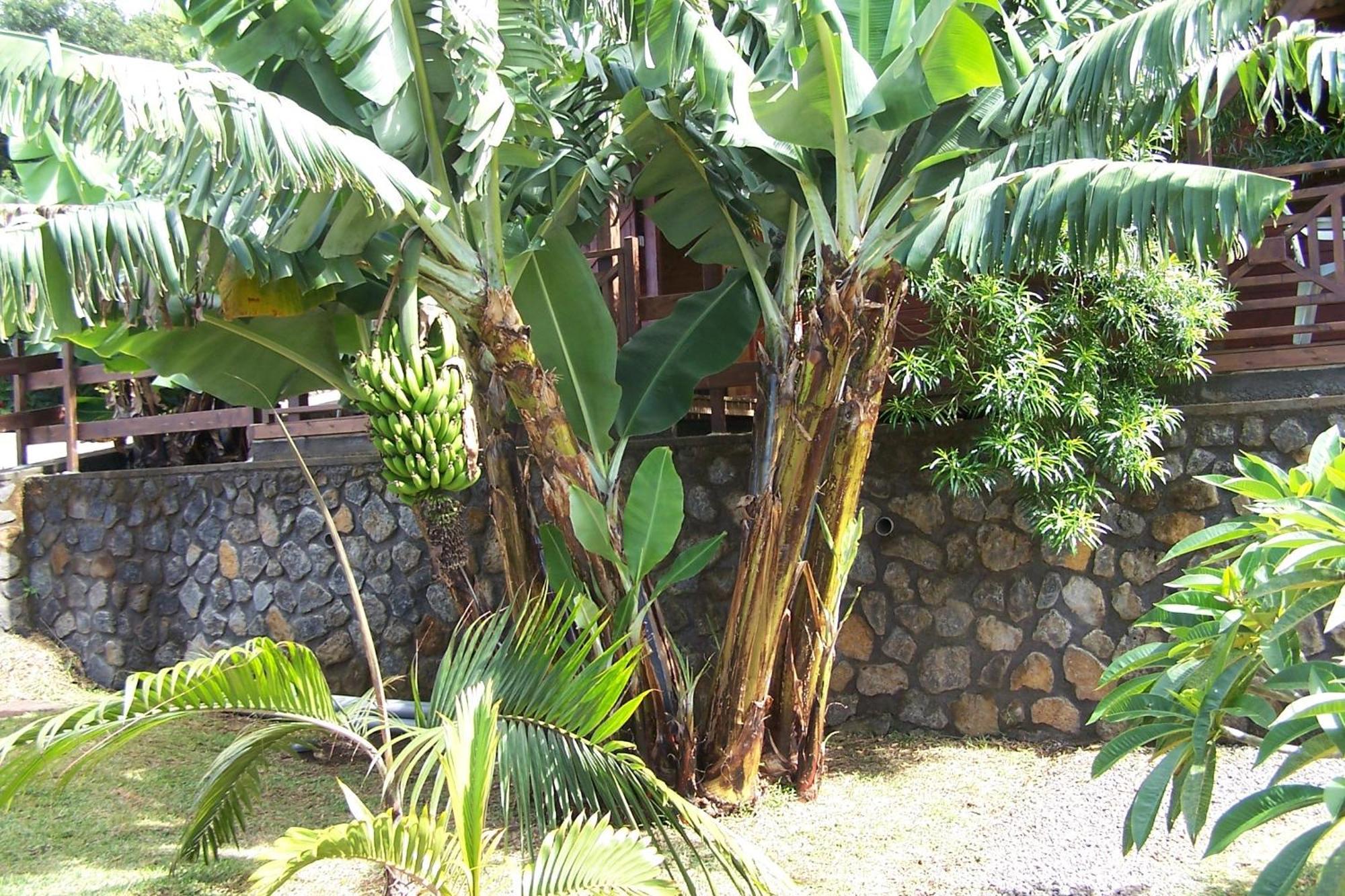Les Bungalows Les Vanilliers, Sud Sauvage Avec Piscine Saint-Joseph Phòng bức ảnh
